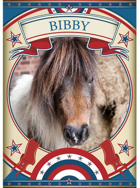 Bibby Mini Pony at the Sanctuary
