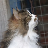 Sanctuary Cat