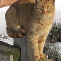 Orangina Sanctuary Cat