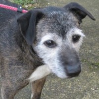Sanctuary Dogs Donation Appeal