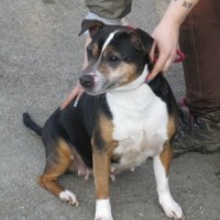 Sanctuary Dogs