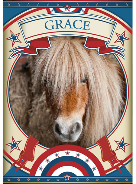Grace Mini Pony at the Sanctuary