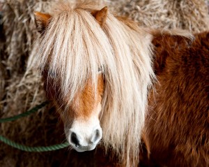 Grace little pony