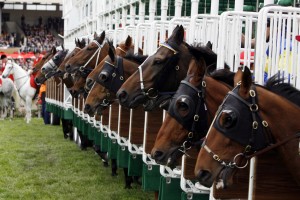 horserace start gate