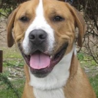 Dog Food Appeal