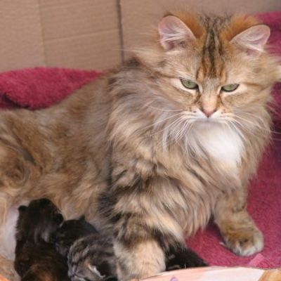 cats - dorcas & kittens