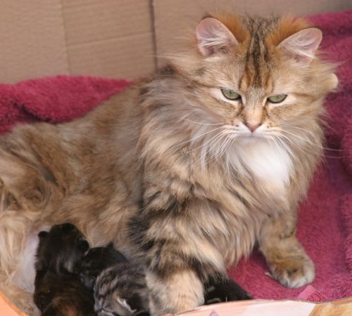 cats - dorcas & kittens
