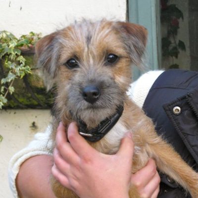 dogs - gertie 6