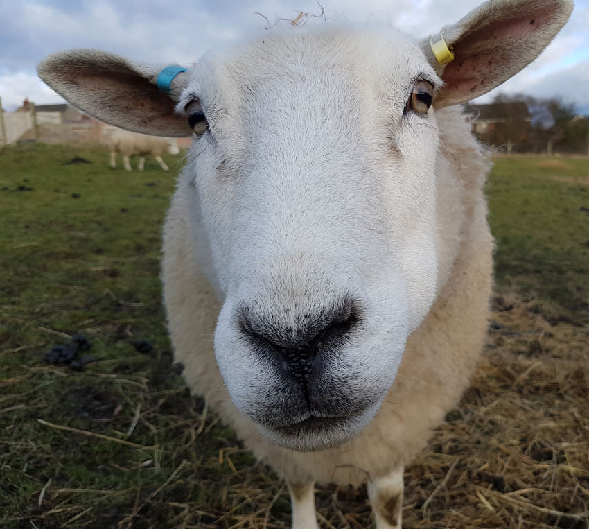 Hay time for the Animals Pet Samaritans
