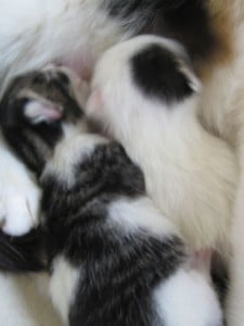 new kittens