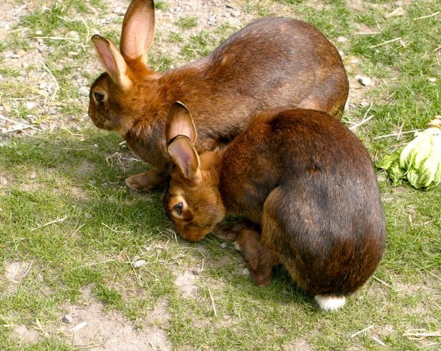 How to keep happy rabbits Pet Samaritans