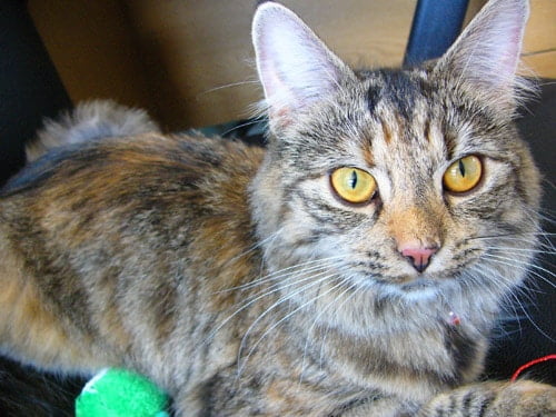 Jelly All Grown Up and Doing Well With Her New Owner