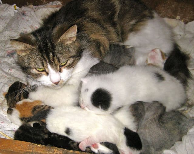 A nest of kittens Pet Samaritans