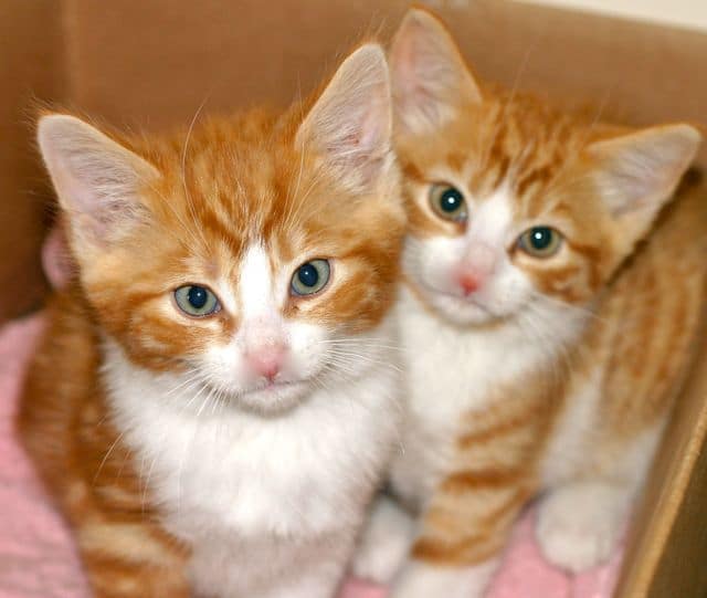 Kitten twins - Pet Samaritans