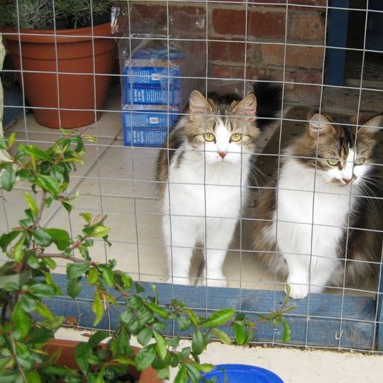 Keeping more than one cat Pet Samaritans