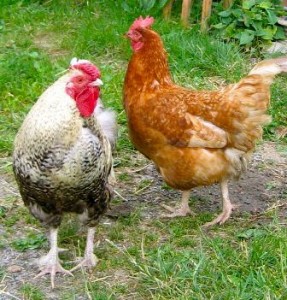 cock & hen