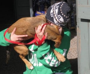 dogs - fussy puppy 4