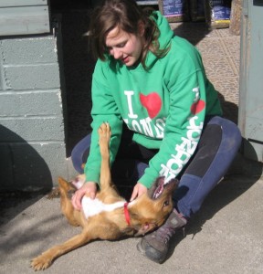 dogs - fussy puppy 6