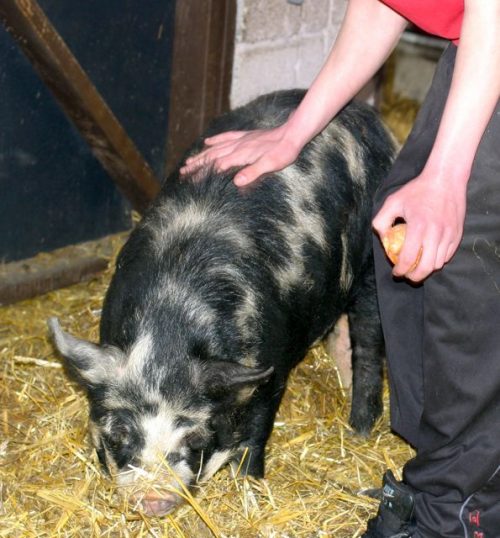 Pet pigs need a licence to be moved Pet Samaritans