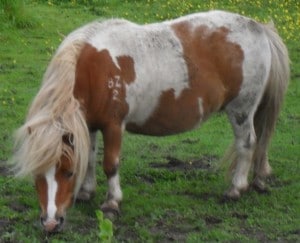 ponies - daydream 14