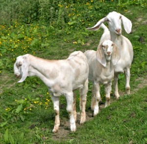 goats - belinda and kids 2
