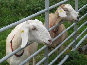 goats eartags