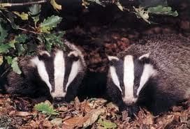 badgers 2