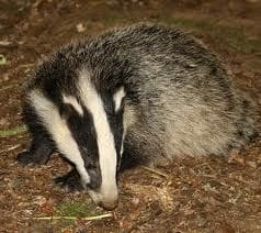 badgers 3