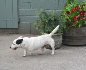 dogs - Jack Spratt 23