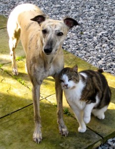 dogs - heidi and cats