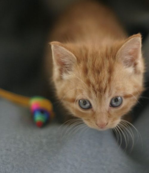 Ginger kittens ready for adoption Pet Samaritans