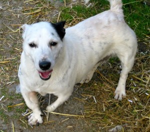 dogs - jack spratt 20