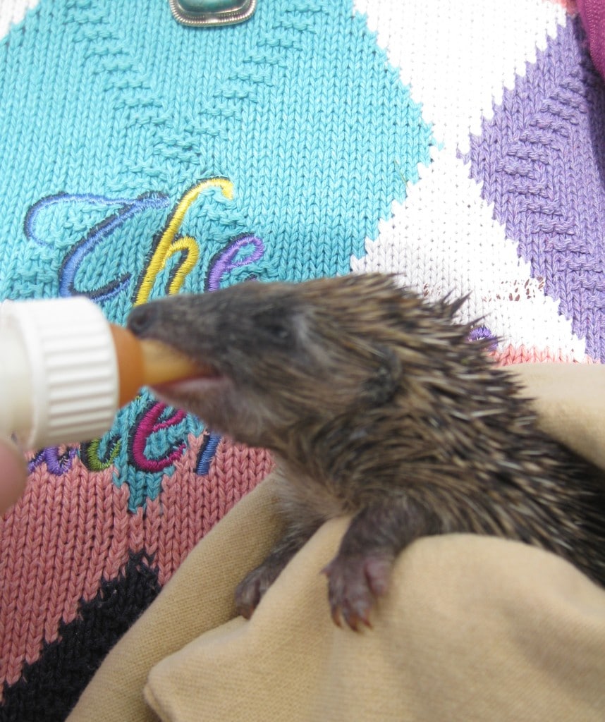 Baby hedgehogs still having bottles Pet Samaritans