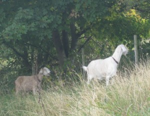 goats - belinda and biscuit