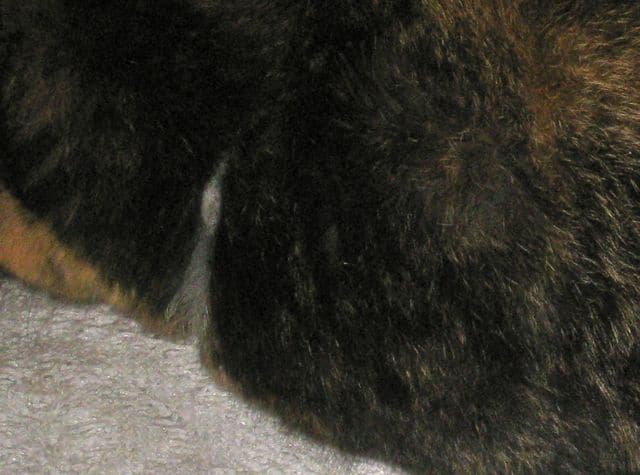 cats - tight collar2