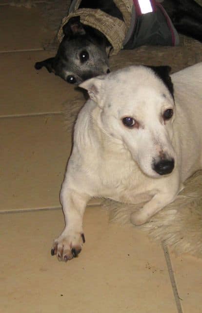 dogs - jack spratt with zeta