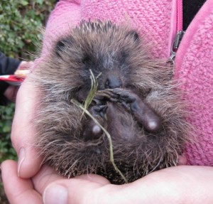 hedgehogs - curled 2