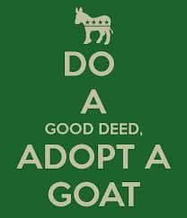 adopt a goat