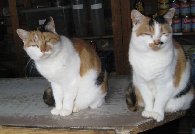 cats - bing & grondhal