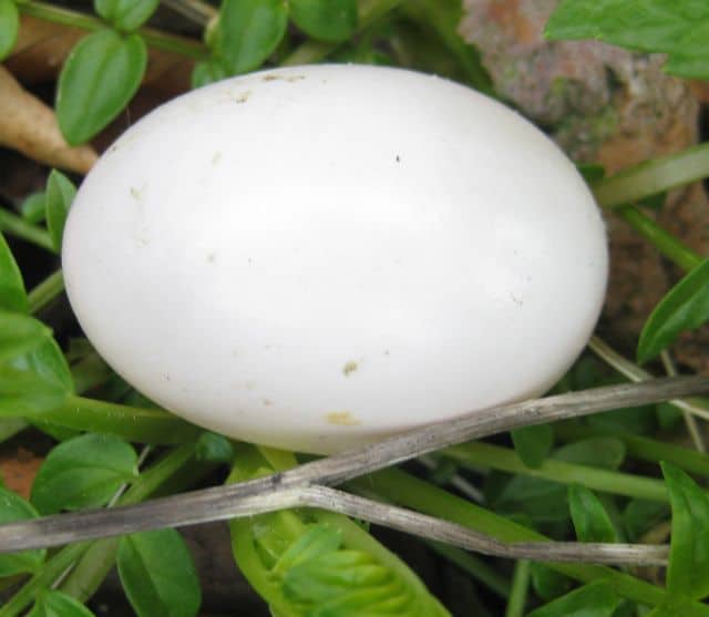 bird - pearly pigeon egg