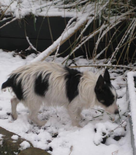dogs - nolene in snow