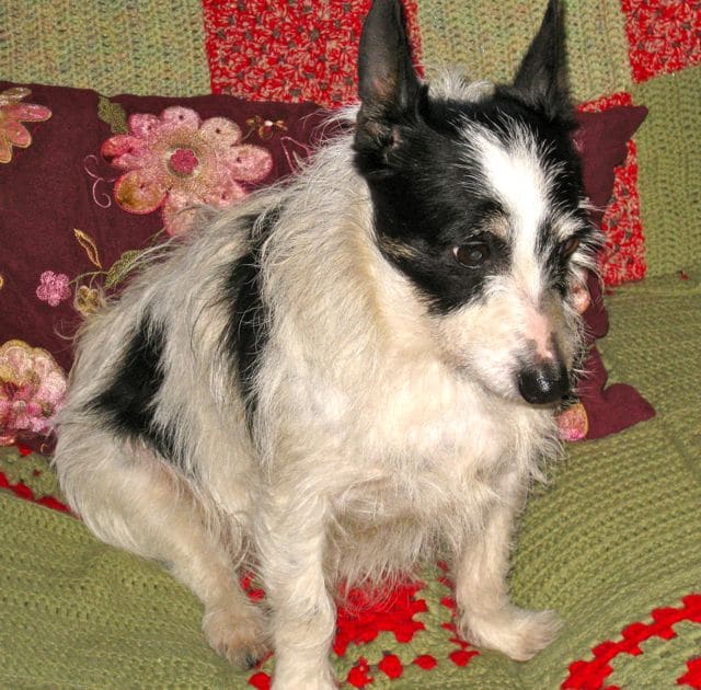 dogs - nolene on sofa