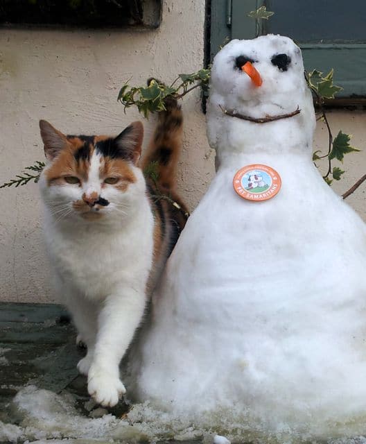 The cat and the snowman