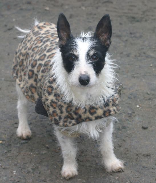 dogs - nolene new coat 2