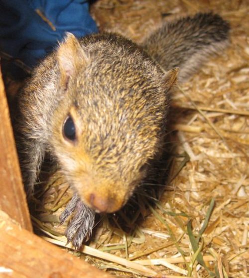 Baby squirrel rescue Pet Samaritans