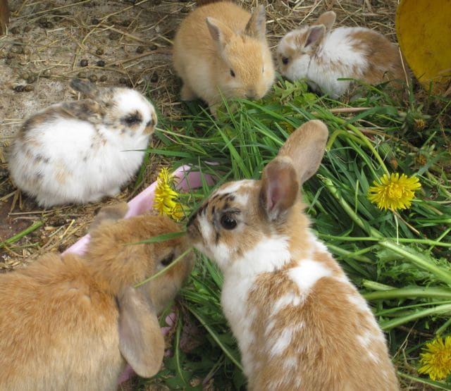 Baby rabbits for adoption