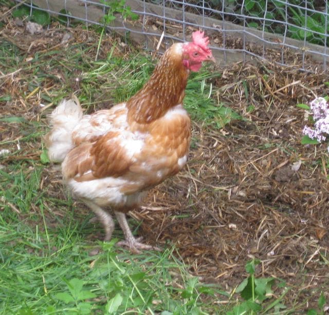 birds - chicken rescue