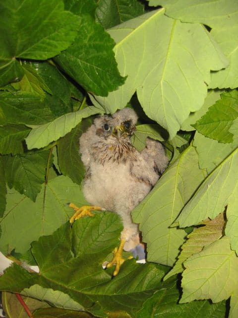 birds - kestrel 1