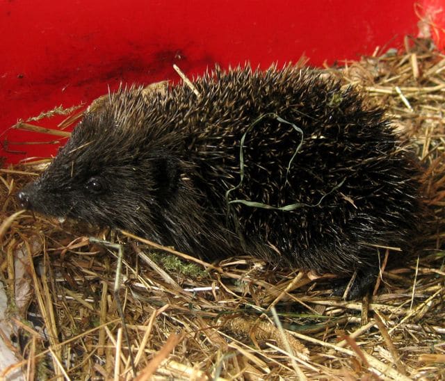 Oily hedgehog has a bath Pet Samaritans