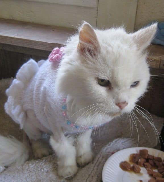 cats - pebbles in dress 2